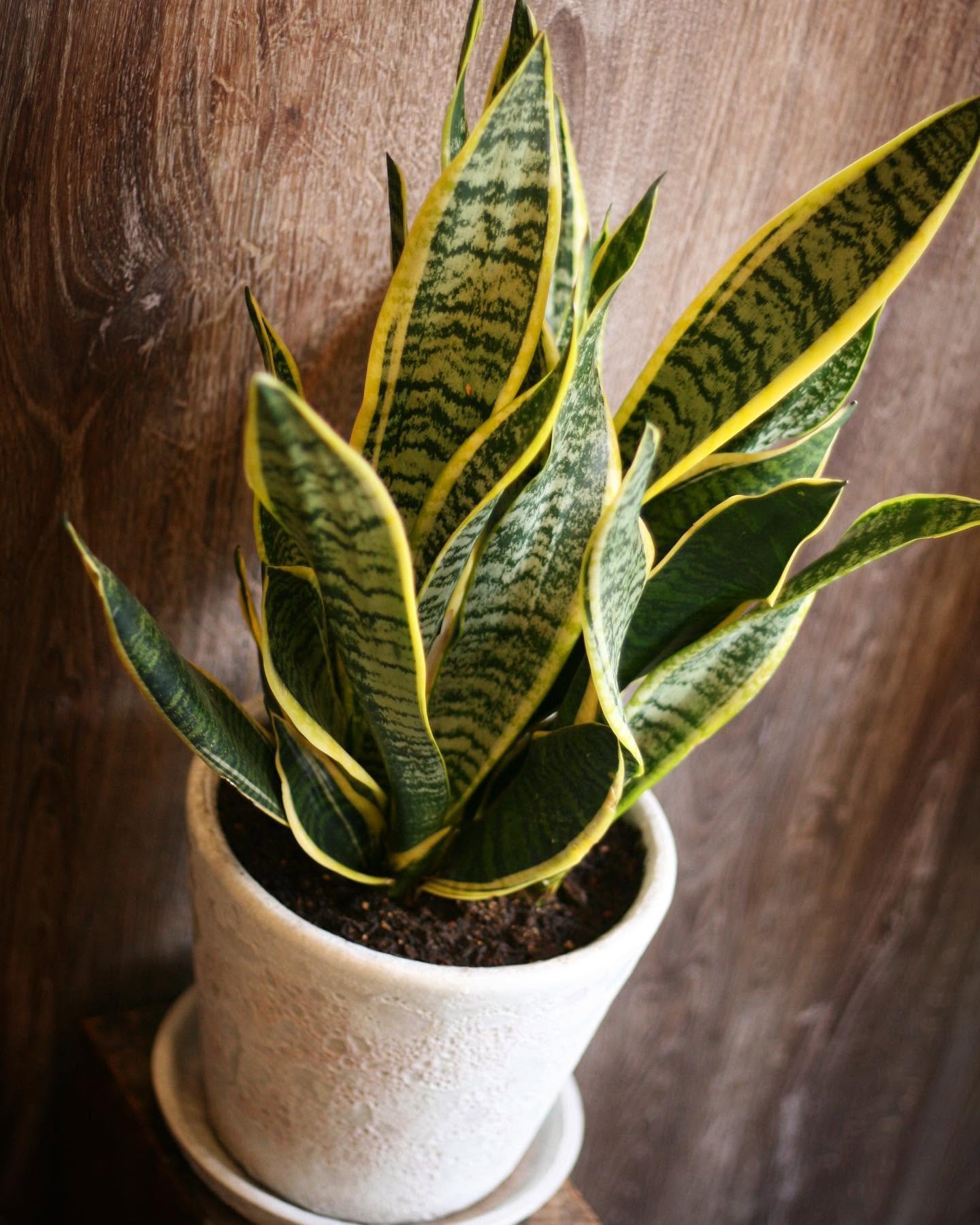 サンスベリアの鉢植え