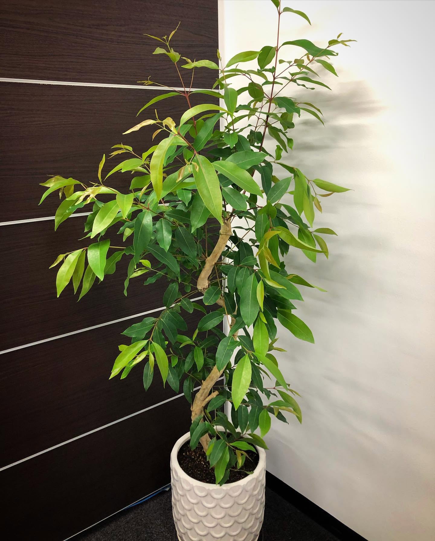 大きめの観葉植物