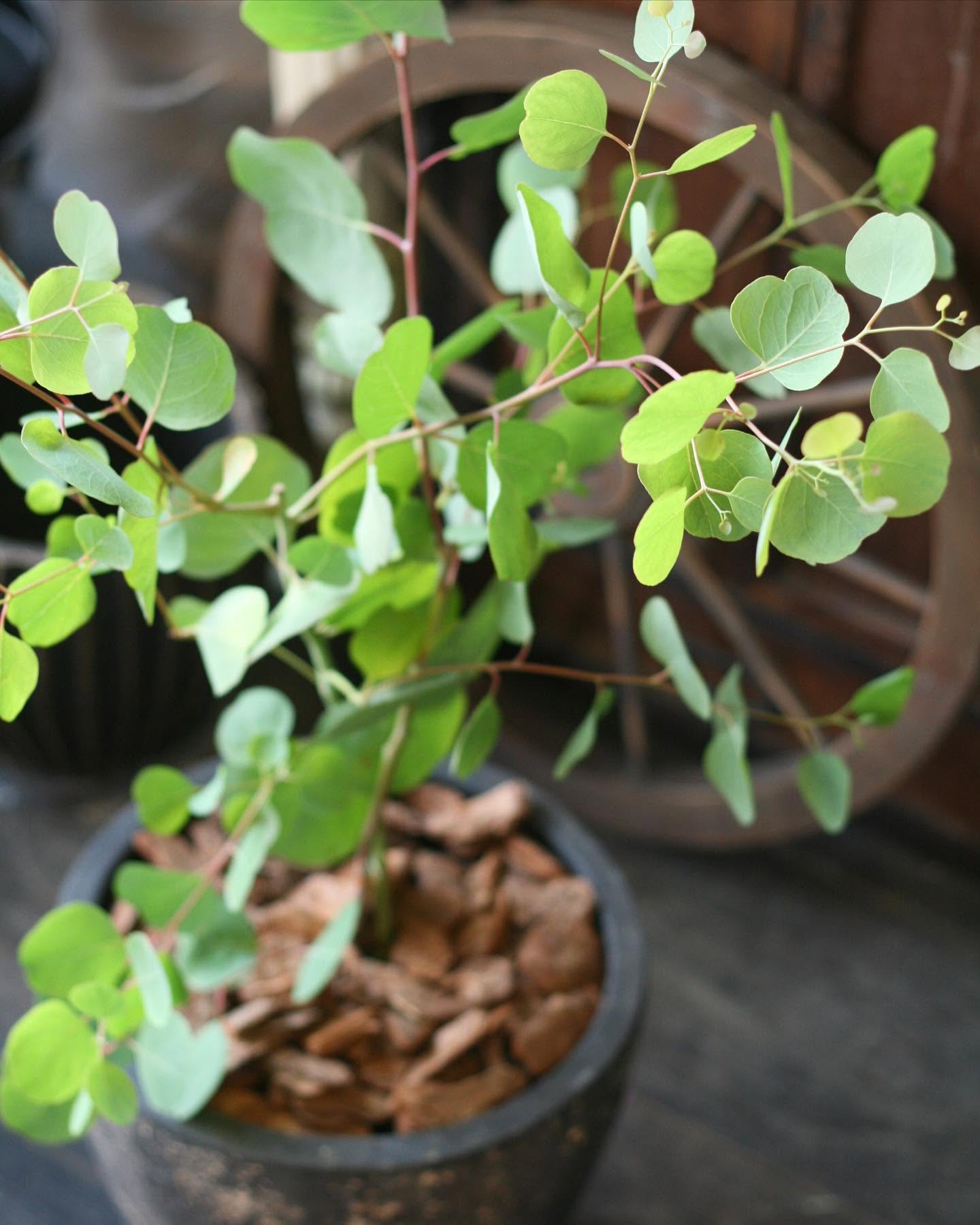 ユーカリの鉢植え