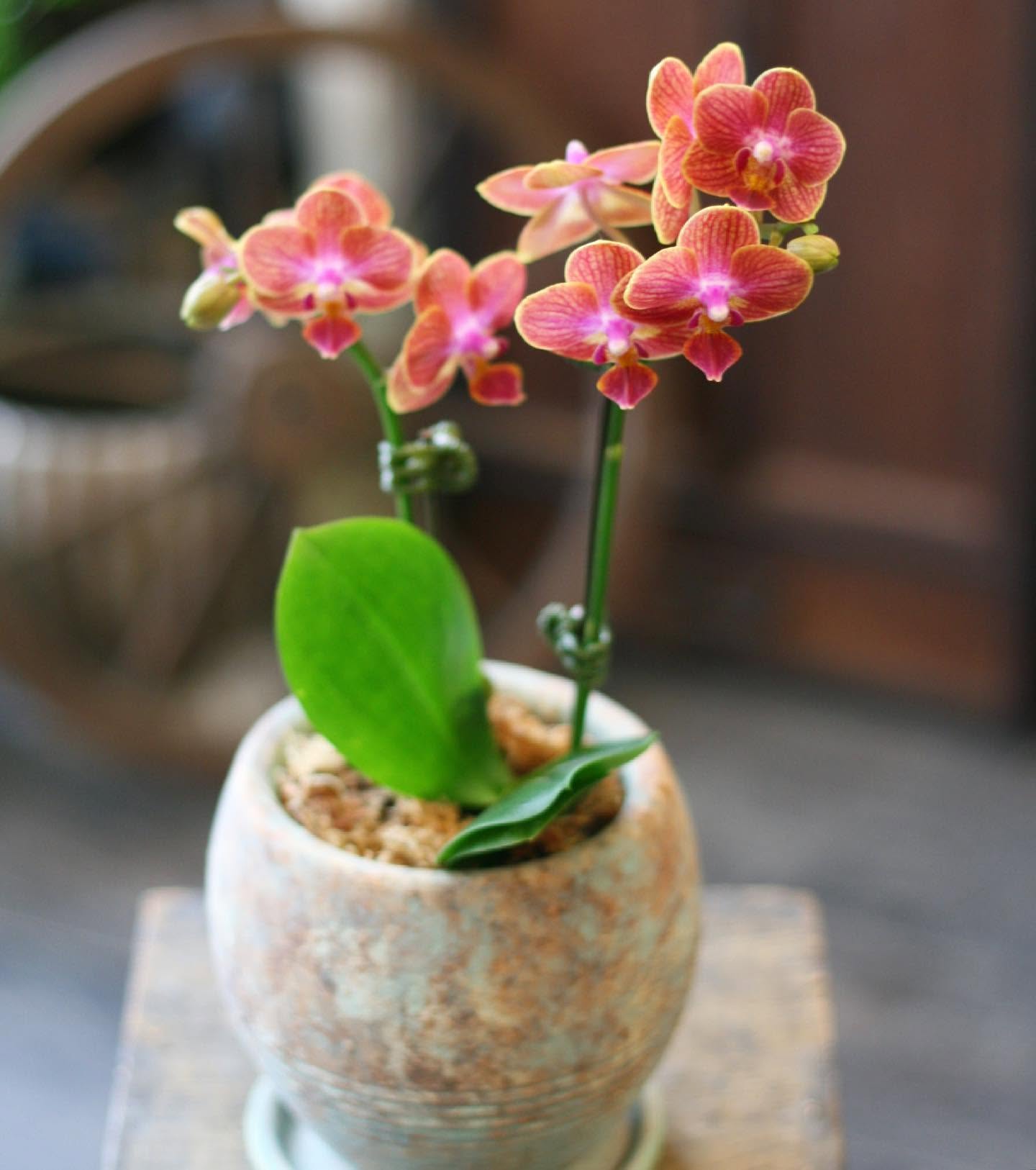 ミニ胡蝶蘭(オレンジ系)の鉢植え