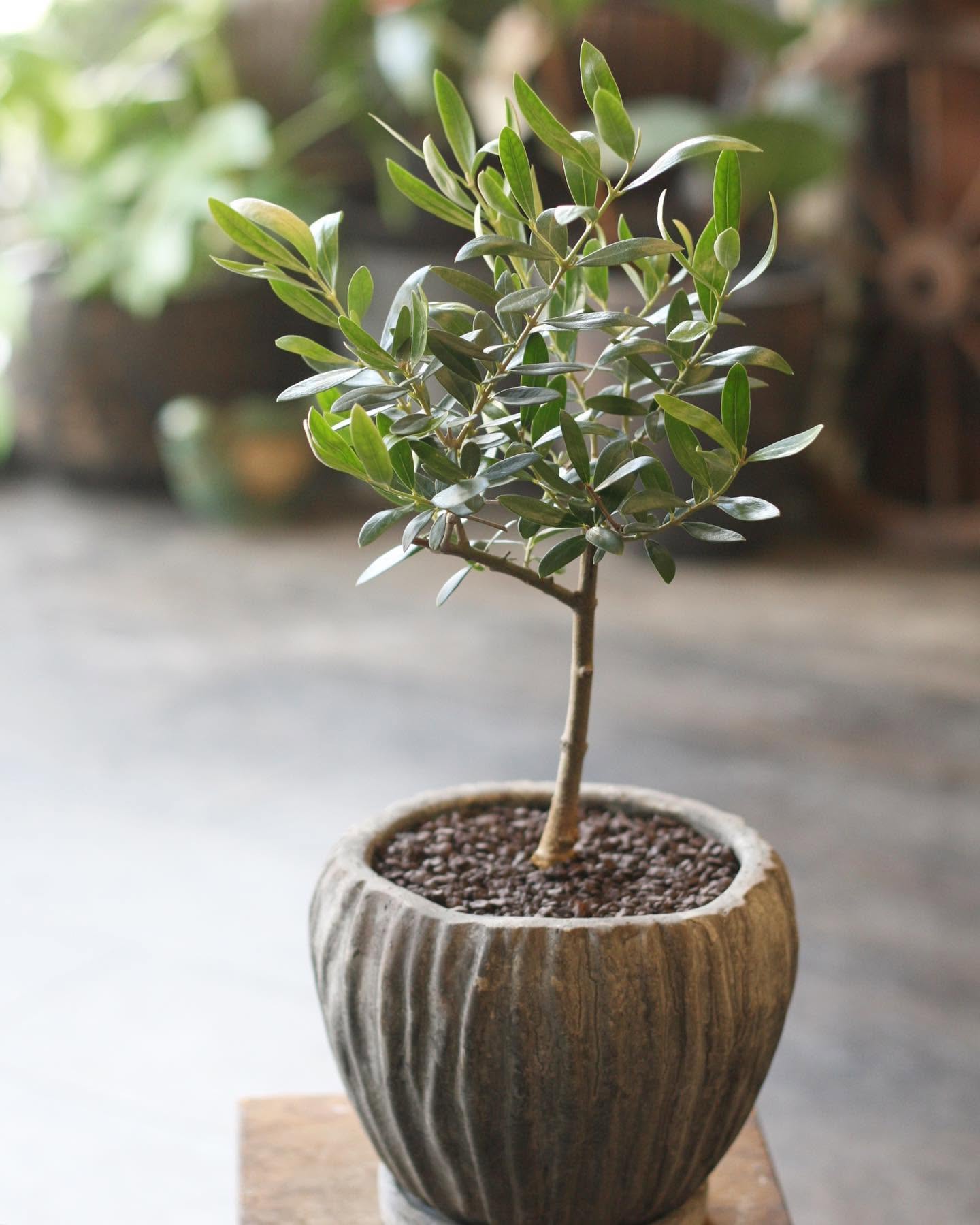 オリーブの木の鉢植え