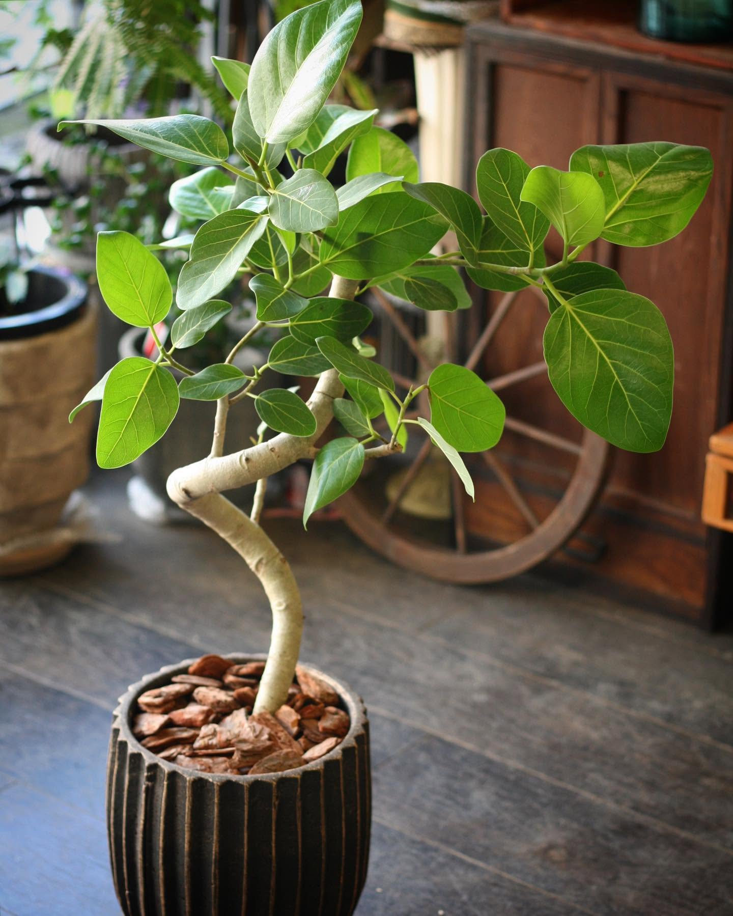 曲がり仕立ての観葉植物
