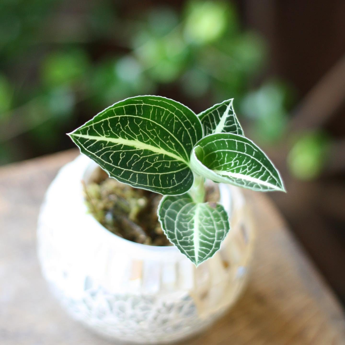 フィットニアの鉢植え