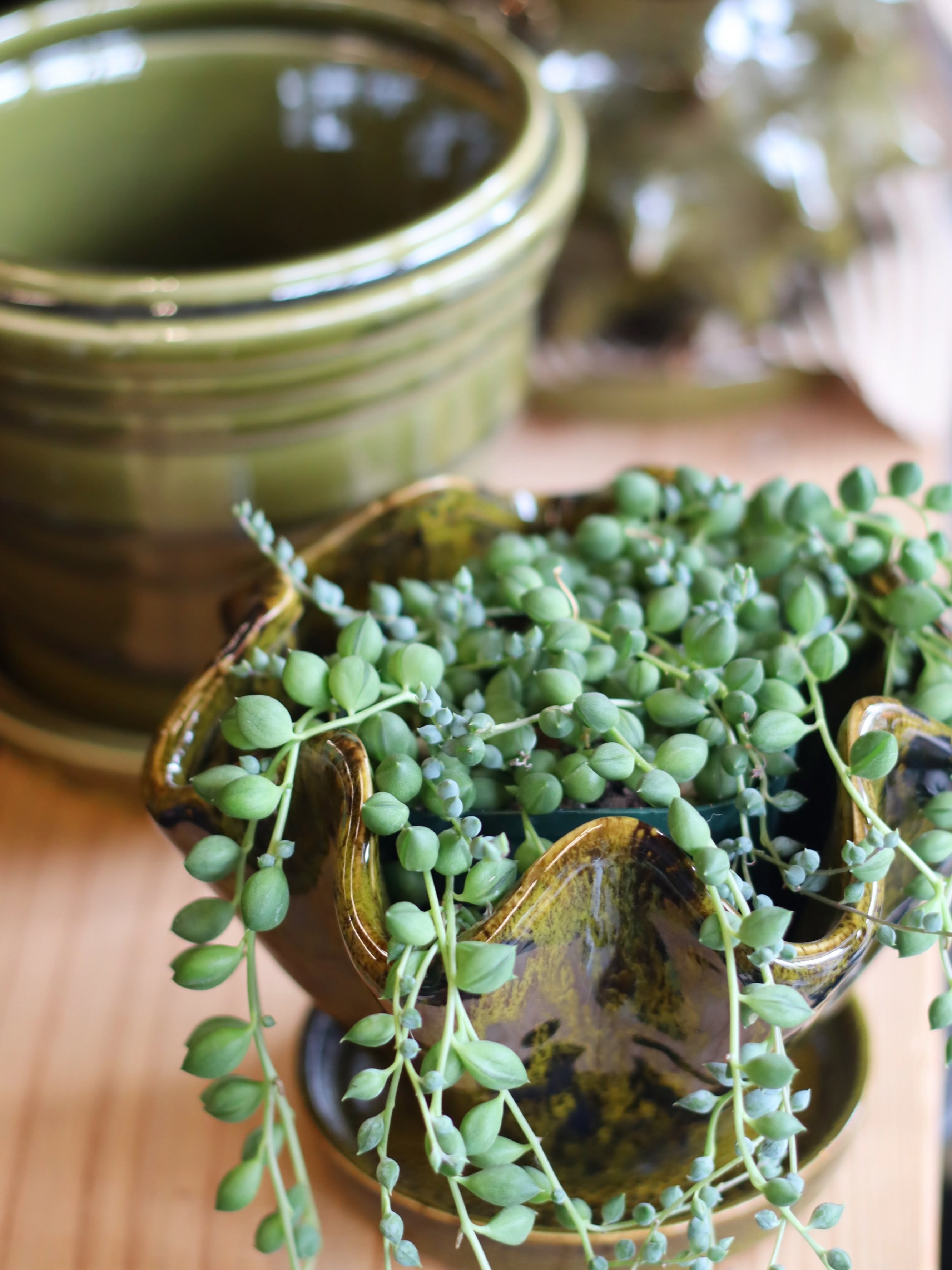 グリーンネックレスの鉢植え