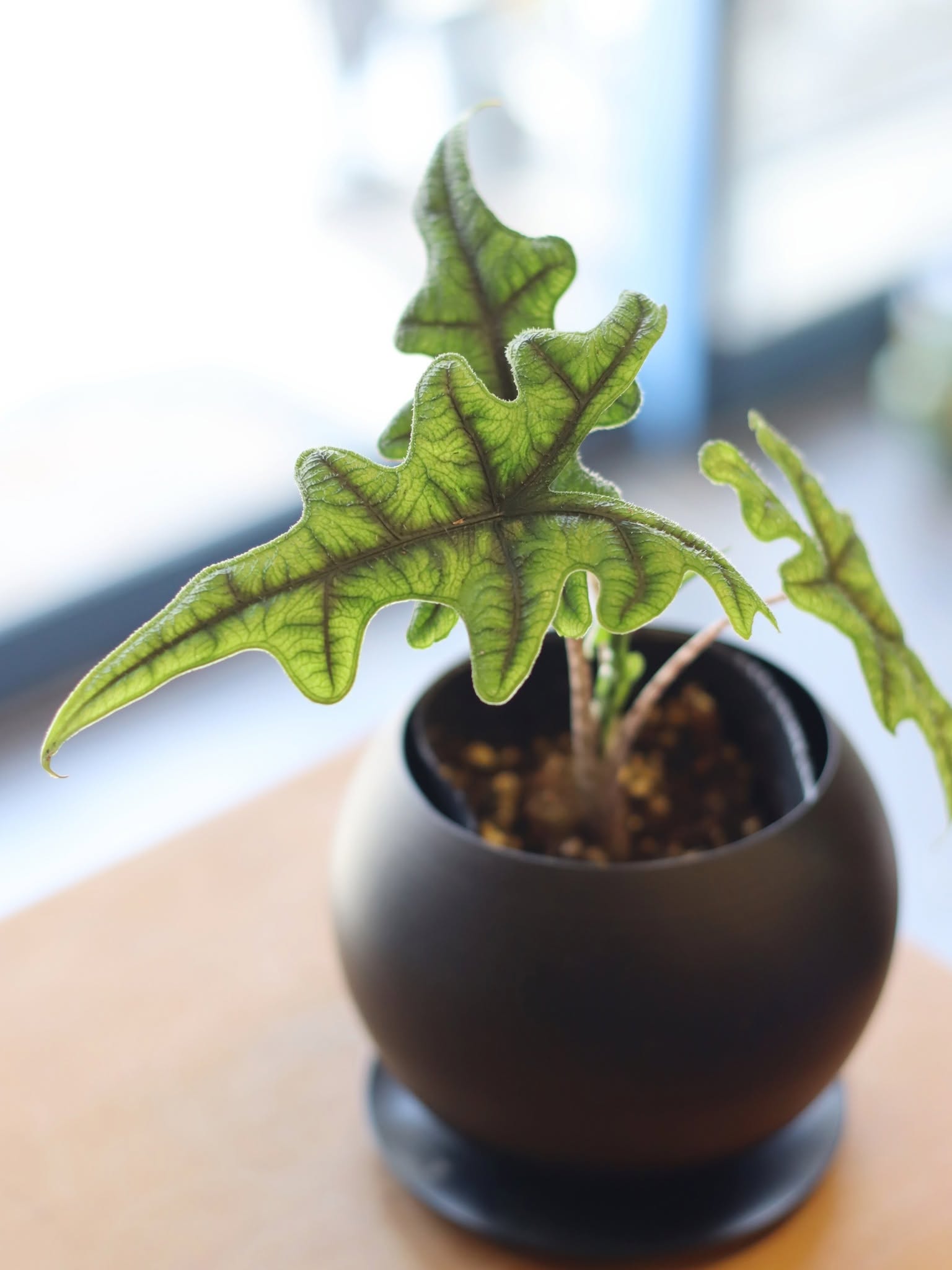 アロカシアの鉢植え