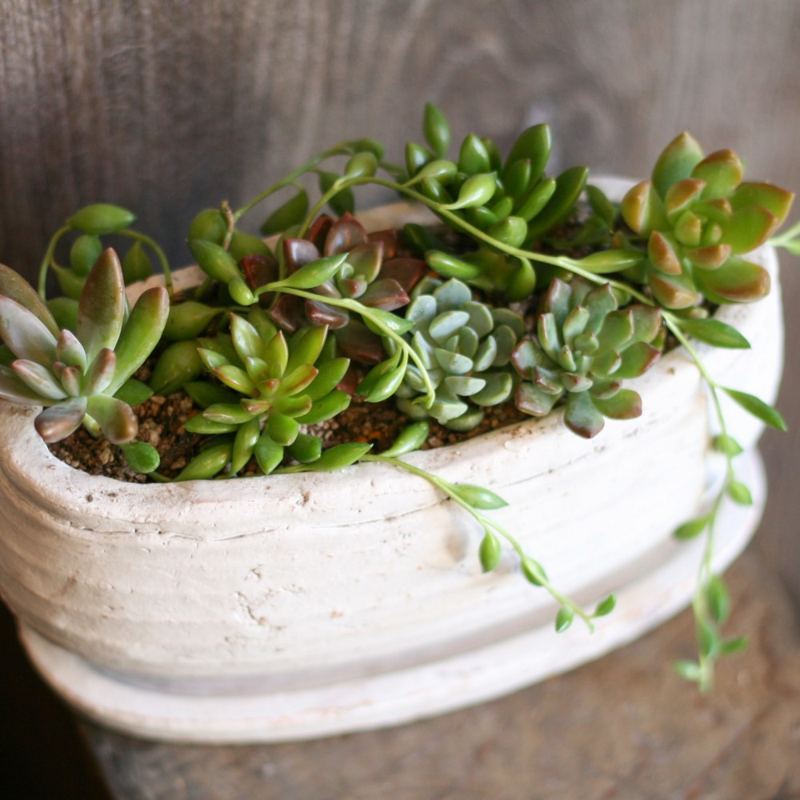 オーダーメイドレッスンの作品例(多肉植物の寄せ植え)