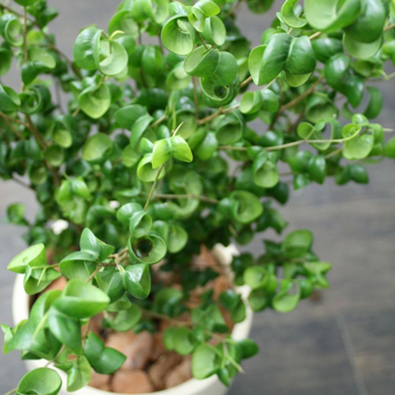 観葉植物の例